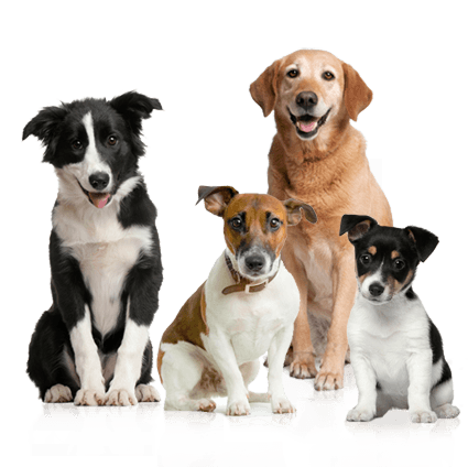 dogs
